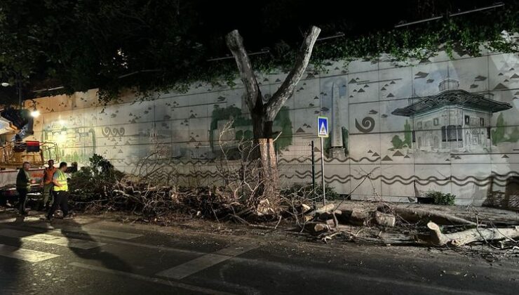 KANSERLİ AĞAÇLARIN KURU DALLARI BUDANDI