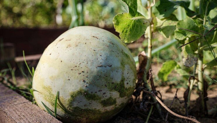 Kent Bostanları İçin Yeni Dönem Başvuruları Başlıyor