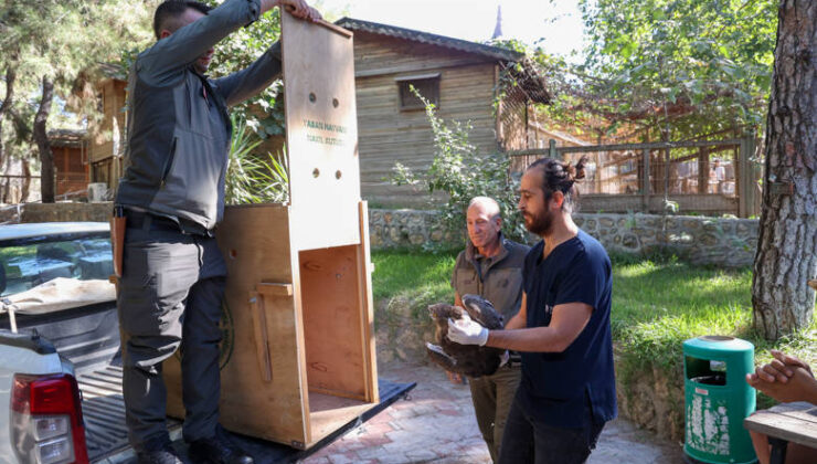 Tedavi Edilen Yılan Kartalı Doğaya Geri Döndü