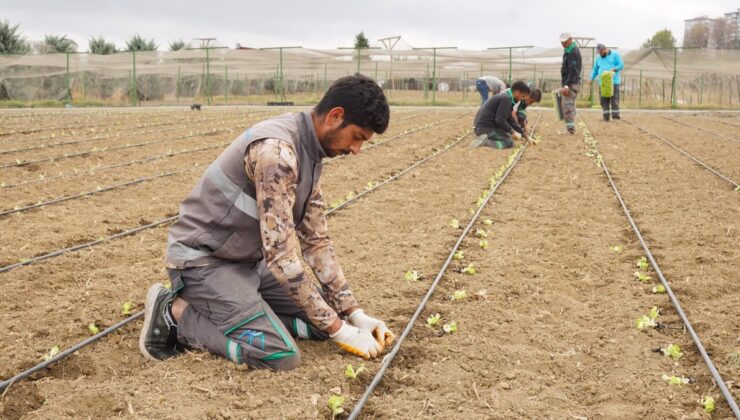 Yaşam Bahçesi’nde Kışlık Fideler Toprakla Buluştu