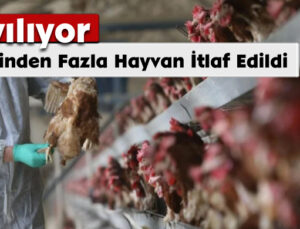 Yayılıyor: 400 Binden Fazla Hayvan İtlaf Edildi