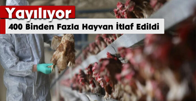 Yayılıyor: 400 Binden Fazla Hayvan İtlaf Edildi