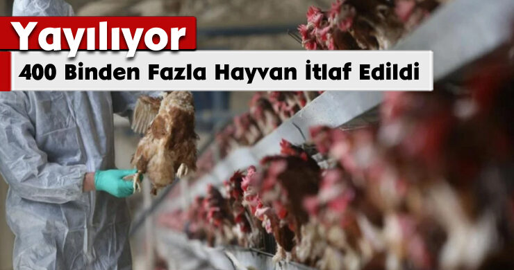 Yayılıyor: 400 Binden Fazla Hayvan İtlaf Edildi