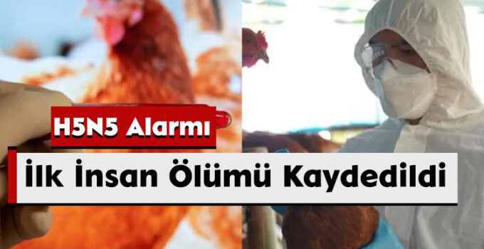 ABD’de H5N5 Alarmı: İlk İnsan Ölümü Kaydedildi