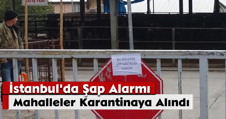 İstanbul’da Şap Alarmı: Mahalleler Karantinaya Alındı