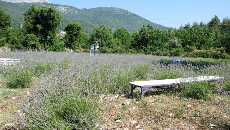Kemer’de Lavanta Tanıtım Etkinlikleri Başlıyor