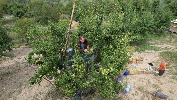 Armut Hasadı Başladı