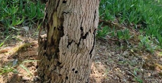 Kavacık’taki Hasta Ağaçlar Uzaklaştırılacak