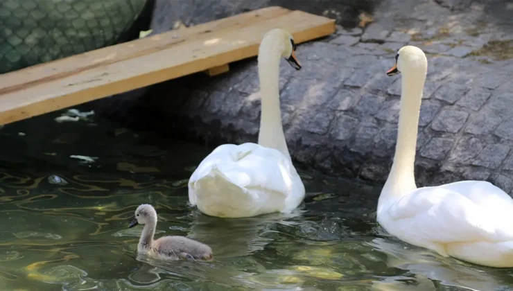 Başkent’in Simgesi Kuğulu Park’tan Sevindirici Haber