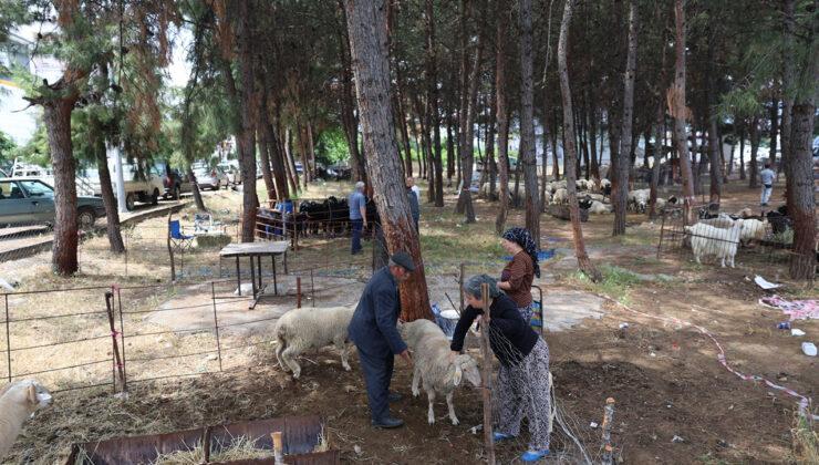 Döşemealtı’nda Kurbanlık Satış Yeri Hazır