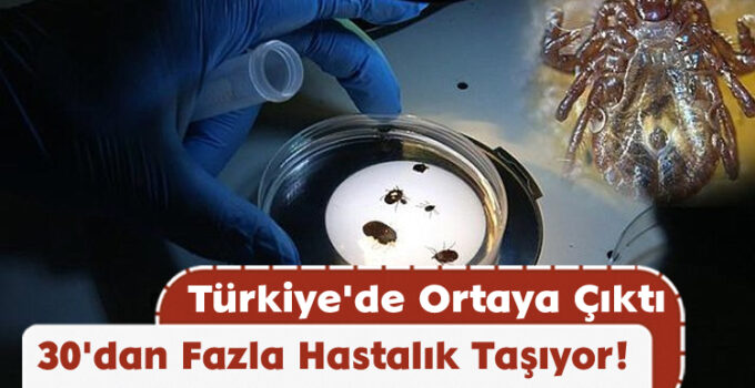 Türkiye’de Ortaya Çıktı: 30’dan Fazla Hastalık Taşıyor!