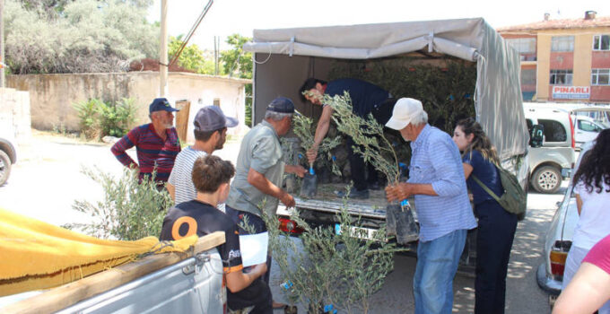Antalya’da 19 İlçeye 40 Bin Zeytin Fidanı Desteği