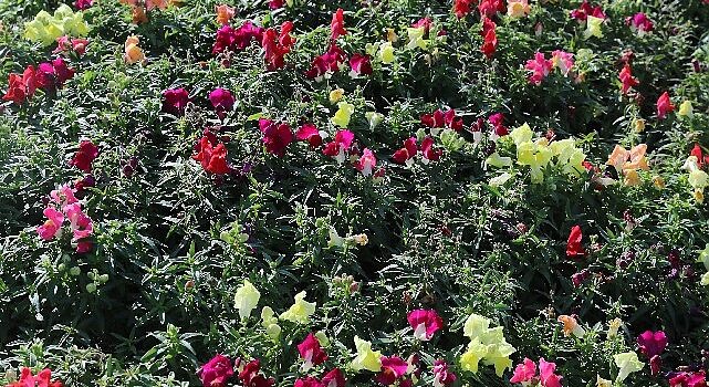 Antalya’da 4 Milyon Çiçek Toprakla Buluşuyor