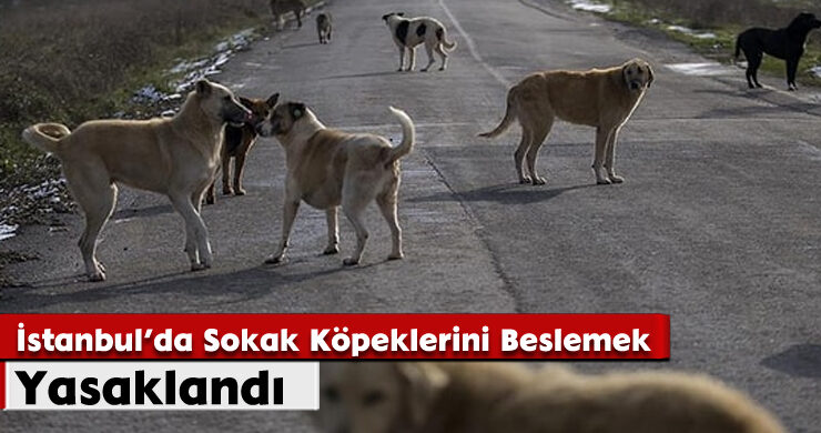 İstanbul’da Sokak Köpeklerini Beslemek Yasaklandı