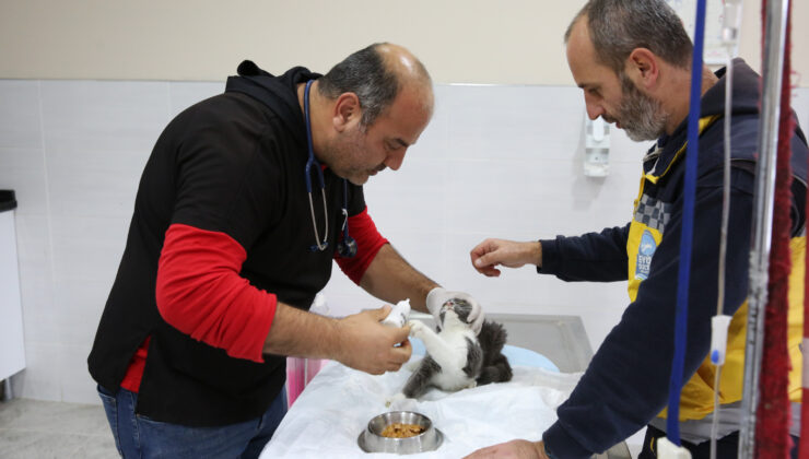 Eyüpsultan’da Kasım Ayında Patili Dostlar İçin Yoğun Çalışma