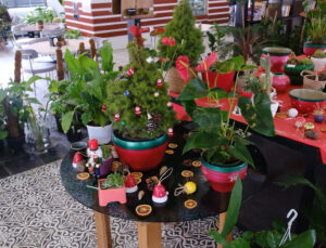 Yeni Yılın Renkleri ABB Bitki Evlerinde Vatandaşla Buluşuyor