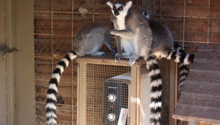 Antalya Büyükşehir Belediyesi Doğal Yaşam Parkı’nda Kış Tedbirleri