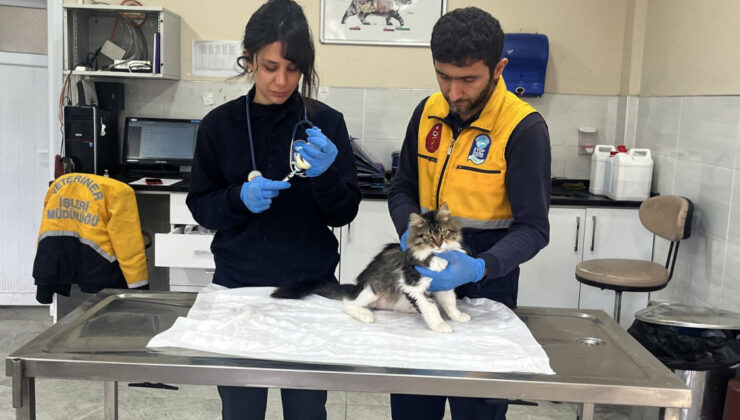 Patili Dostlar İçin Hizmet Veriyorlar