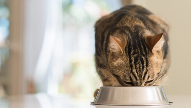 Kedi ve Köpeklerin %40’ı Fazla Kilolu veya Obez
