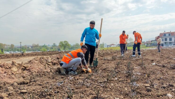 Gül Bahçesi Parkı’nda Fidanlar Toprakla Buluşuyor