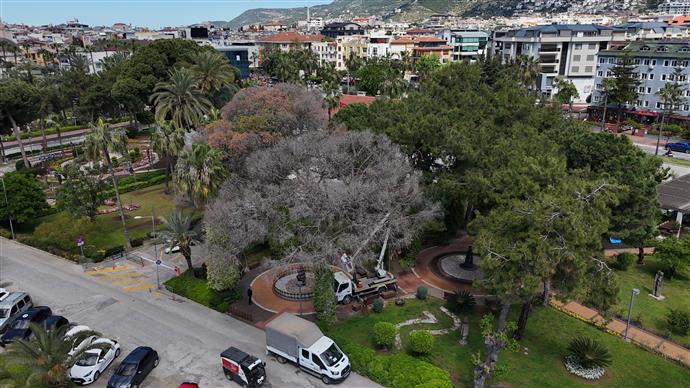 Alanya’da Akdeniz Çam Kabuk Böceğine Karşı Ortak Mücadele Başlatıldı