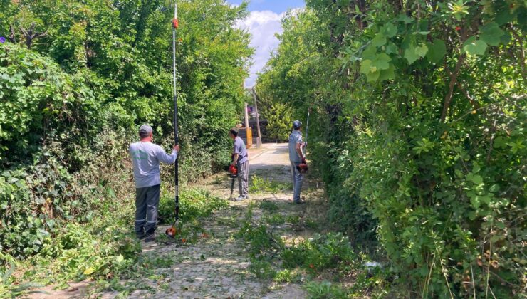 Kemer’de Budama Çalışmaları