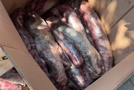HALK SAĞLIĞINI TEHDİT EDEN 300 KİLOGRAM ET İMHA EDİLDİ