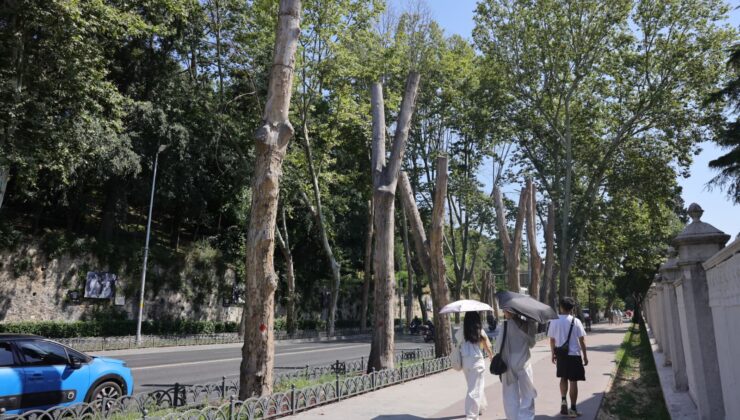 İBB’DEN ÇINAR KANSERİ’NE KARŞI BİLİMSEL KORUMA
