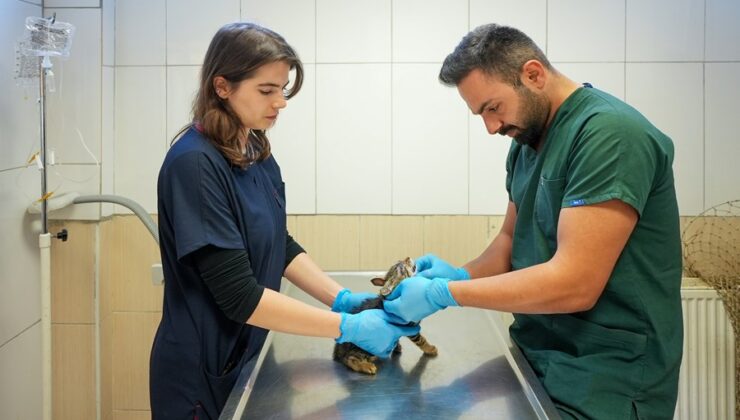 Maltepe’de Sahipsiz Kedi Kısırlaştırma İşlemlerinde Online Randevu Dönemi Başlıyor