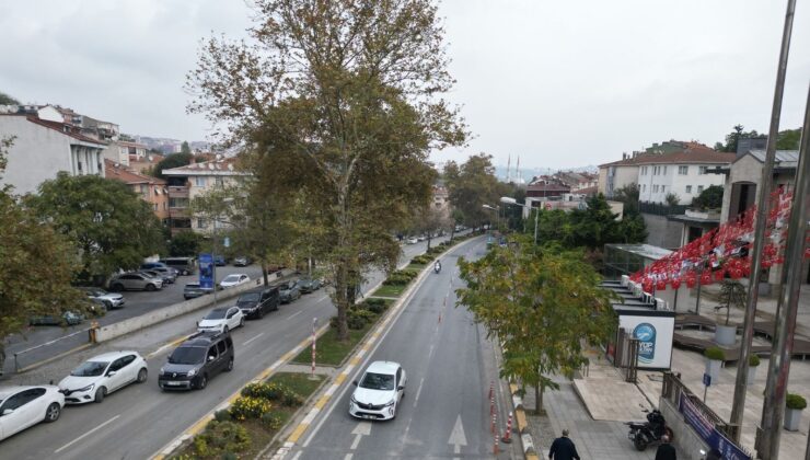 168 Ağaç Yeni Yerlerine Taşınıyor